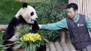“푸바오, 그동안 행복했어” 팬들과 마지막 인사…4일부터 中반환 적응훈련