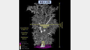 우리나라 가장 키 큰 ‘용문사 은행나무’ 38.8m…1018살로 추정