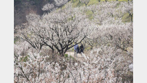 “작년보다 이르고 화려하네”…에버랜드, 하늘정원길 15일 조기 개장