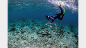 “믿을 수 없는 속도”… 손상된 산호초, 4년 만에 완전히 회복됐다