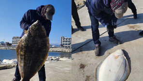 강릉서 어린이 키만한 광어 잡혀…1.18m-20kg 초대형