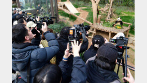 ‘5분 보려고 5~6시간 대기’…한국 푸바오 인기에 CNN도 놀랐다