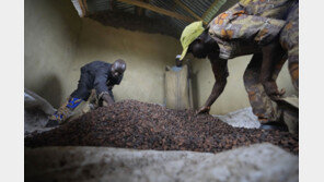 초콜릿 값도 들썩… 아프리카 이상기후에 카카오 생산 급감