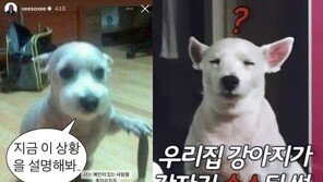 한소희 올린 ‘칼 든 강아지’ 개 주인 등판…“유기견이 슈퍼스타 됐다” 자랑