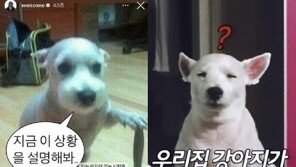 한소희 짤 ‘칼 든 강아지’ 실존…“뜻밖에 슈퍼스타 됐다”