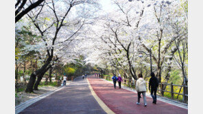 벚꽃 시즌 임박…서울시, ‘아름다운 봄 꽃길 173선’ 선정 소개