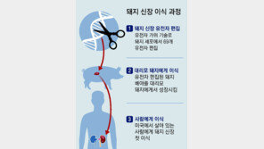 美서 살아있는 환자에 돼지 신장 첫 이식