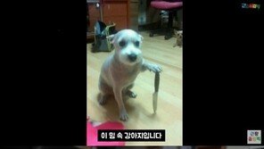 한소희가 올린 ‘칼 든 강아지’ 정체…“당뇨 합병증으로 실명”