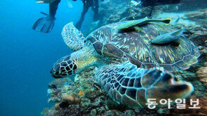 [바람개비]발리카삭섬의 바다거북