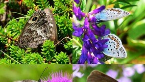 석주명 선생 이어… 아름다운 제주 나비 연구 활발