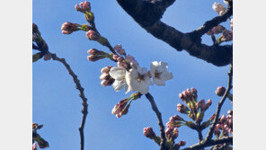 3월 1973년 이후 11번째 ‘따뜻’…작년보다 2.5도 낮아 벚꽃 1주일 늦어