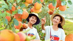 북한에서도 사과는 ‘금사과’…평양 외엔 구경도 힘들다