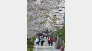 만개한 벚꽃길 걸으며 봄 햇살 만끽해요