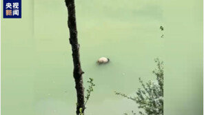 푸바오 돌아간 그곳…中 쓰촨성 강가에서 판다 사체 발견