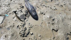 태안해경, 충남 서산 바닷가서 토종 돌고래 ‘상괭이’ 구조·방류