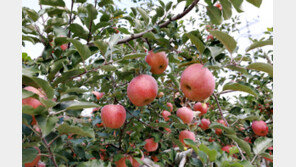 ‘국민 과일’ 맛있는 사과를 안정적으로 공급하려면