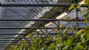 햇빛 대신하는 식물생장용 LED 조명… 2027년 4조원대 시장으로