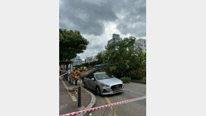 성남서 강풍에 11m 가로수 쓰러져 택시 쾅…인명 피해 없어