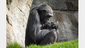 “죽은 새끼 차마 못놔”…3개월 안고 다니는 어미 침팬지에 ‘울컥’