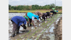 ‘K-라이스벨트’로 벼 생산 노하우 전수… 아프리카 식량난 해소에 앞장