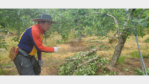 “사과나무 90% 암 투병”…충북 사과 주산지 농민들의 애끓는 호소
