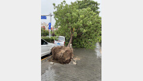 돌풍에 나무 뽑히고 부러지고…中베이징서 갑자기 폭우