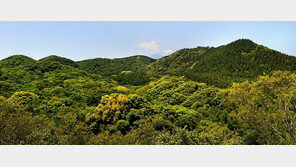 “이런 기회가”… 미공개 제주 ‘비밀의 숲’ 개방
