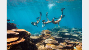 전세계 산호초의 3분의1이 있는 지구 최대 산호 군락지 ‘그레이트 배리어 리프’[전승훈 기자의 아트로드]