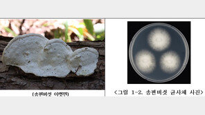 ‘송편버섯’서 근육세포 보호 효과 확인…“세포증식 촉진도”