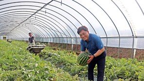 초고당도 ‘고창 수박’… 지리적 표시제 등록 눈앞