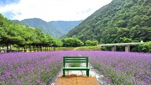 “보랏빛 향수 뿌렸나” 단양 가곡면 버베나꽃 향기 넘실