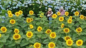 제주 장맛비, 내일까지 ‘최대 150㎜’…낮 기온은 24~27도