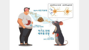 “밥만 봐도 배불러”…비만치료제 원리 밝혀낸 서울대 연구진