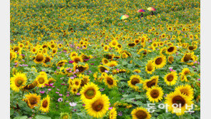 [포토에세이]여름 꽃밭에 뜬 태양과 무지개