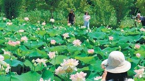 활짝 핀 연꽃… 오늘 전국에 장맛비