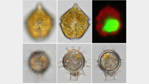 신종 해양식물플랑크톤 발견… “마약성 진통제 대체 가능”