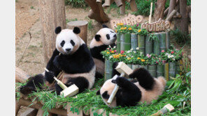 ‘첫 생일’ 맞은 루이·후이바오…돌잡이로 잡은 물건은?