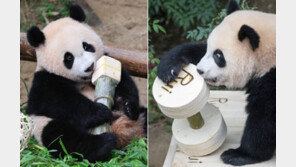 훌쩍 큰 ‘푸바오 동생’ 쌍둥이 판다 돌잔치