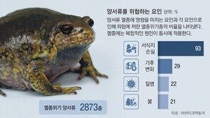 [신문과 놀자!/어린이과학동아 별별과학백과]여름철 맹꽁이 울음소리가 사라진 이유는?