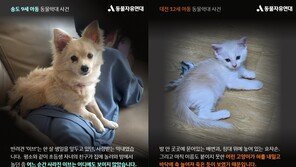 고양이 때려죽이고, 강아지 창밖 던진 초등학생…이유 물으니 “몰라요”