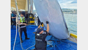 강원 앞바다서 발견된 ‘밍크 고래’…1억에 위판