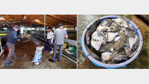 ‘고수온 경보’ 고흥 양식장서 도다리·넙치 25만마리 폐사