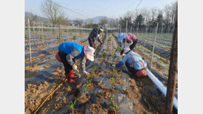 더위 무시하고 밭일하다 큰일 난다…정부 “근로시간 조정” 당부