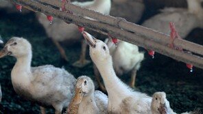선풍기 풀가동 허사, 100마리씩 폐사…오리농가 ‘죽을 맛’