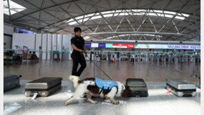 액상 대마 들고 인천공항 입국한 미국男…제주행 김포공항서 적발