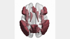 “나도 우울증에 걸릴까”… 뇌를 보면 안다