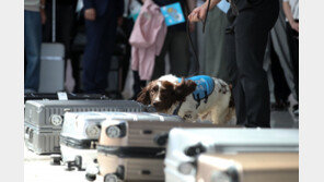 인천공항 마약 밀반입, 5년간 4.5배 증가…적발량 649㎏