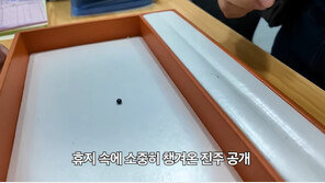 키조개 손질하다 흑진주 찾은 유튜버…감정가는?