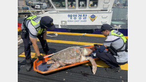 부산 앞바다서 ‘붉은바다거북’ 사체발견…멸종위기종 1급