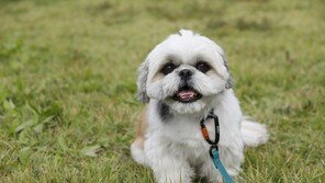 반려견, 수술 없이 중성화 백신 개발…원상복구도 가능